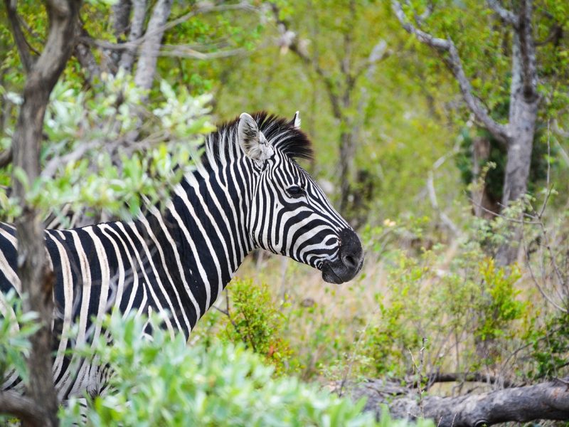 Afrique du Sud : découvrir sa nature à travers ses plus grands parcs  