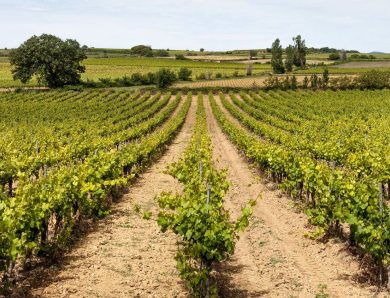 Astuces pour trouver un domaine viticole à vendre